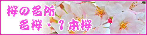 桜の名所