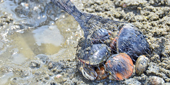 潮干狩りのコツ