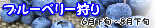 ブルーベリー狩り