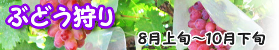 ぶどう狩り